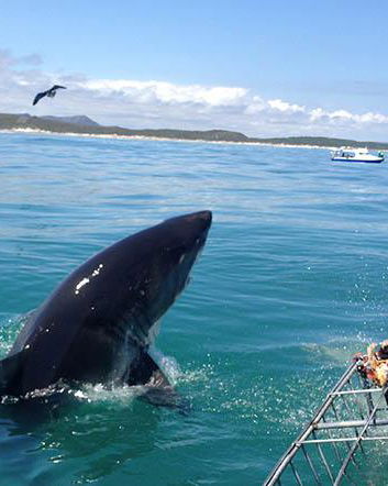 Shark Cage Diving