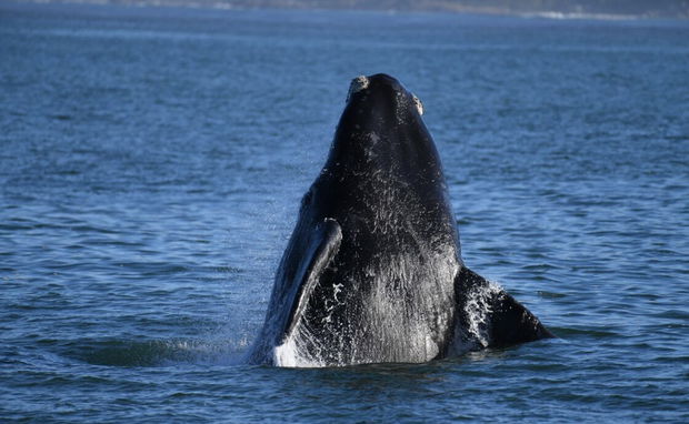 Whale watching Hermanus