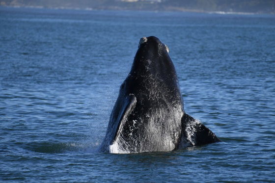 Whale watching Hermanus Whale watching Hermanus