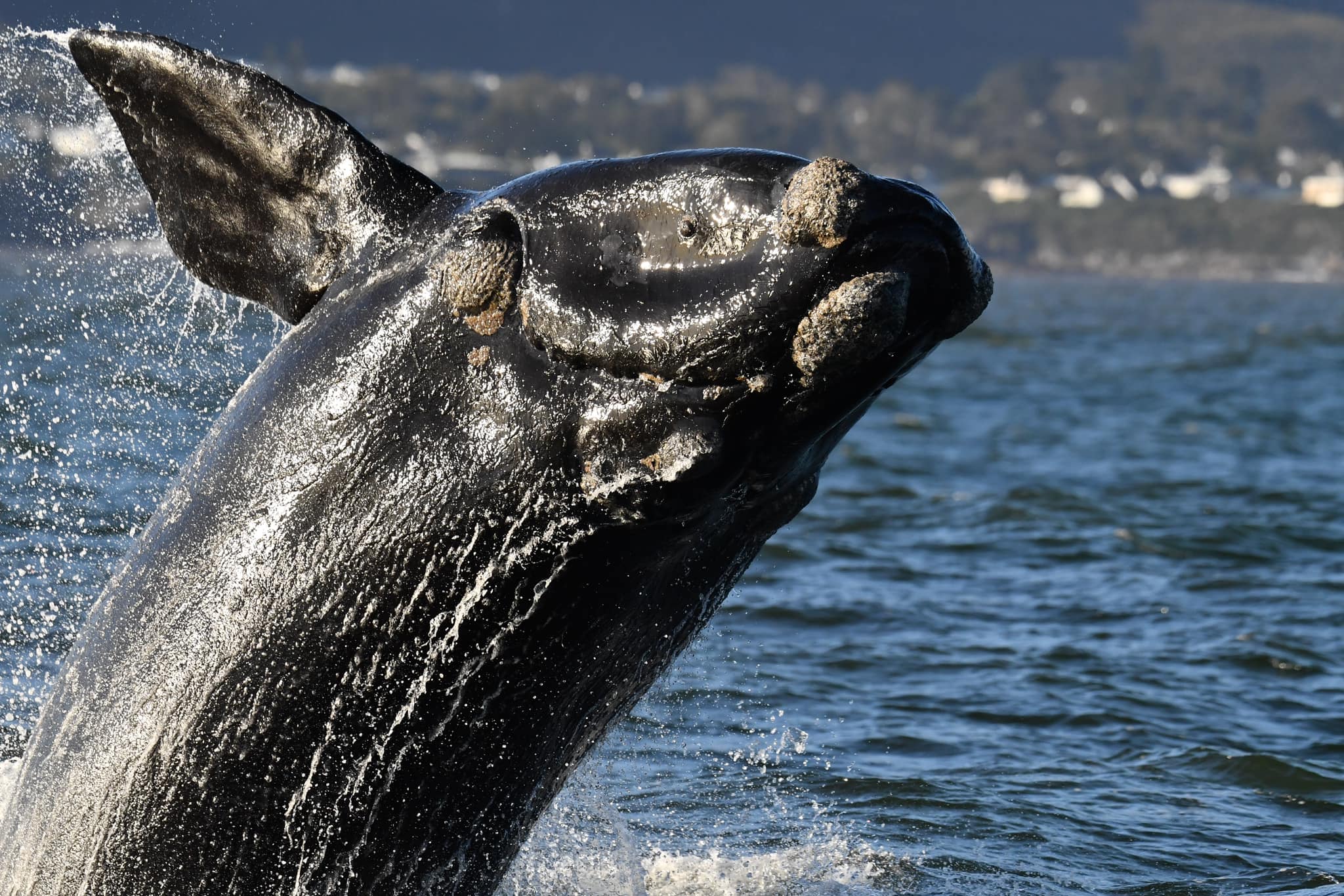 Whale watching Hermanus