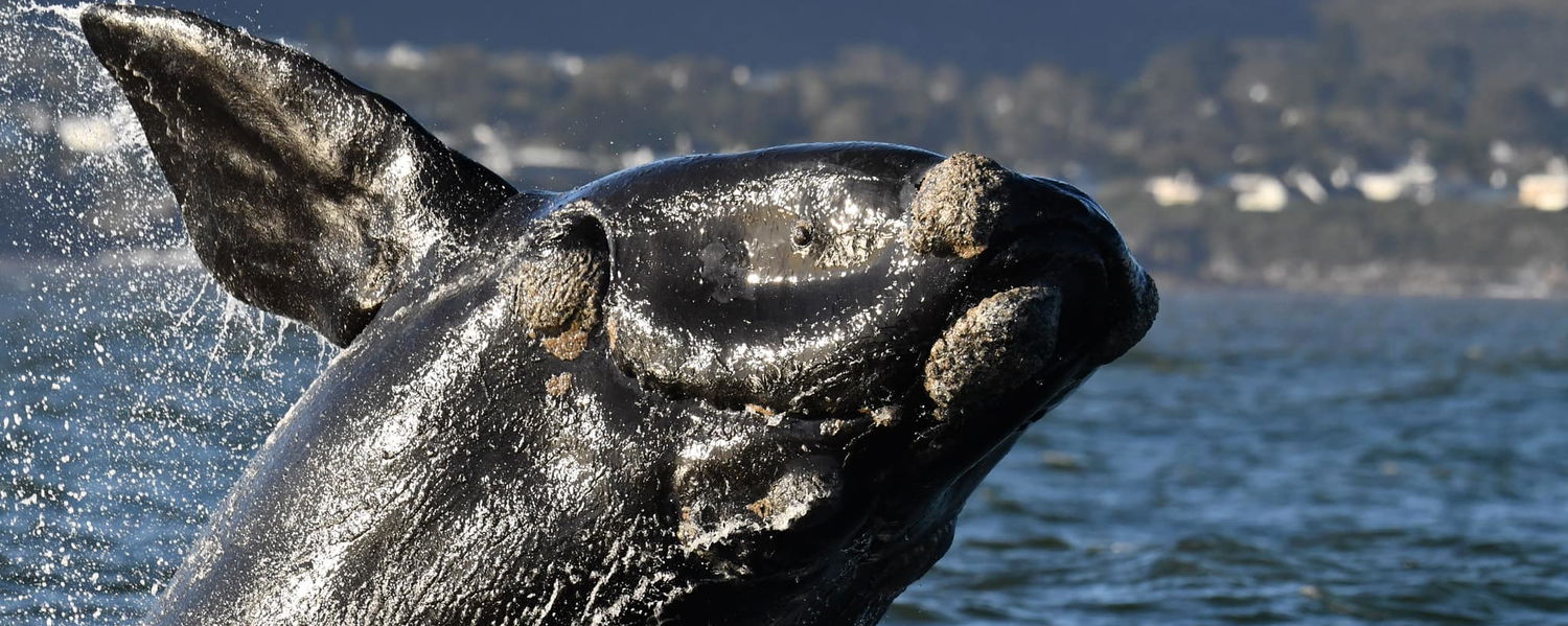 Whale watching Hermanus