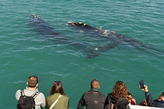 Whale watching boat tours Hermanus Whale watching boat tours Hermanus