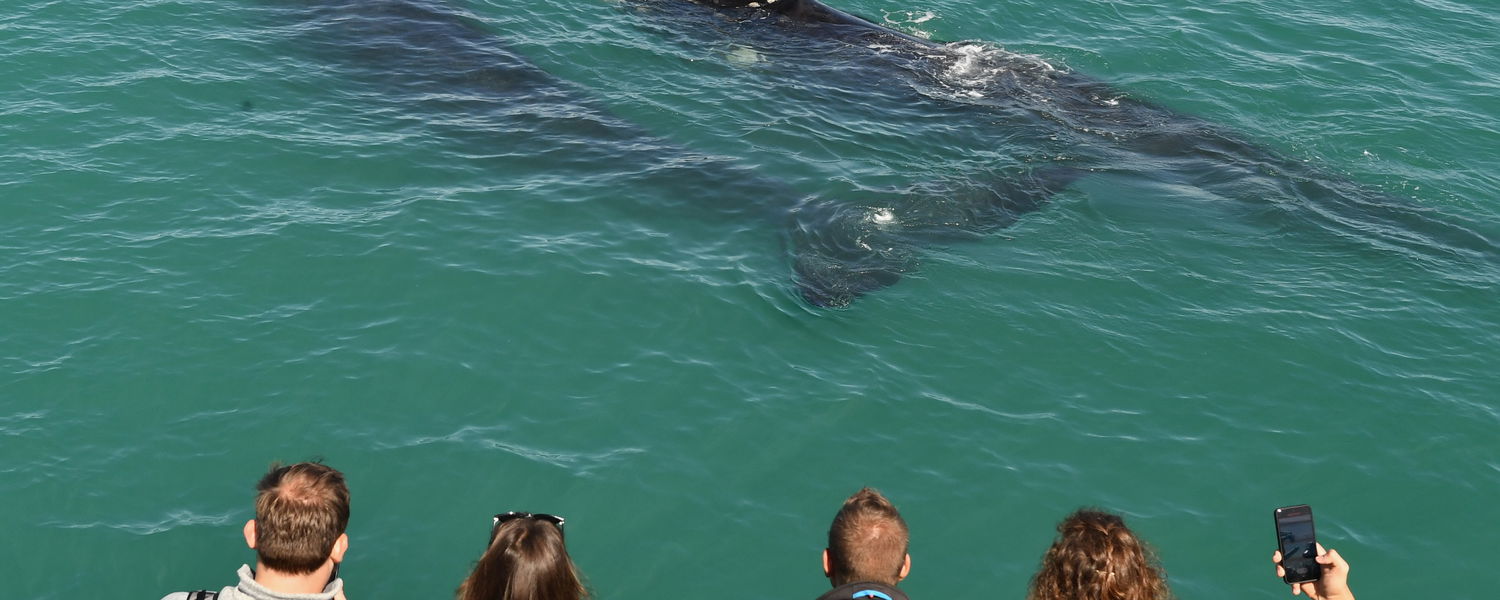 Southern Right whale watching boat trips Hermanus