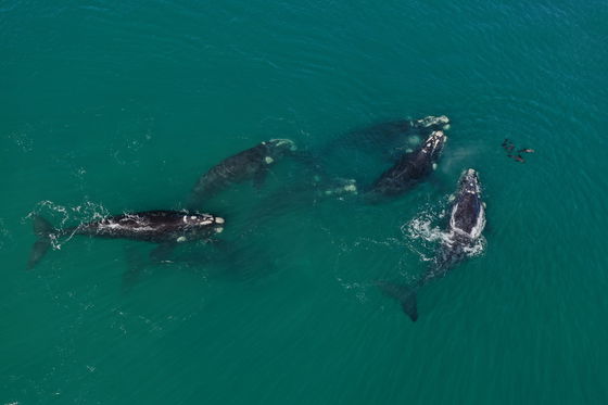 Whale watching boat trips Hermanus Whale watching boat trips Hermanus