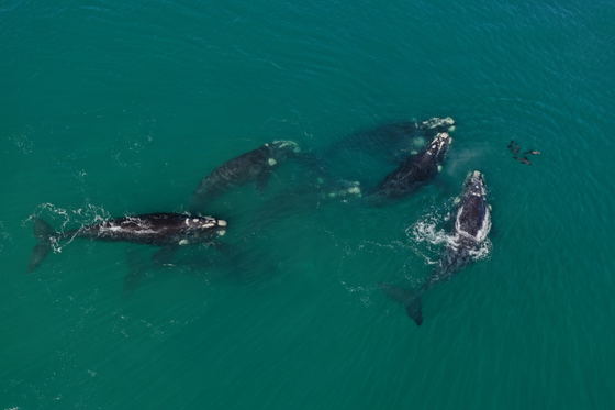 Whale watching boat trips Hermanus Whale watching boat trips Hermanus