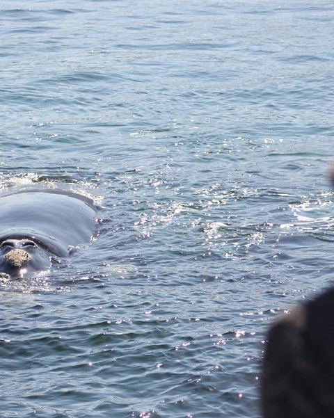 Whale watching Hermanus
