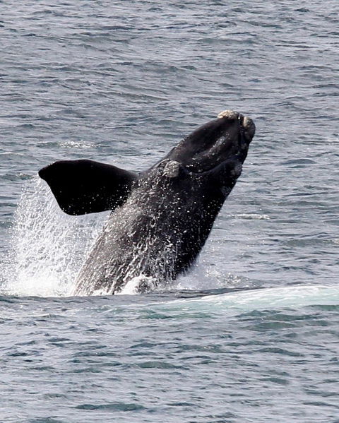 Whale watching Hermanus Western Cape South Africa