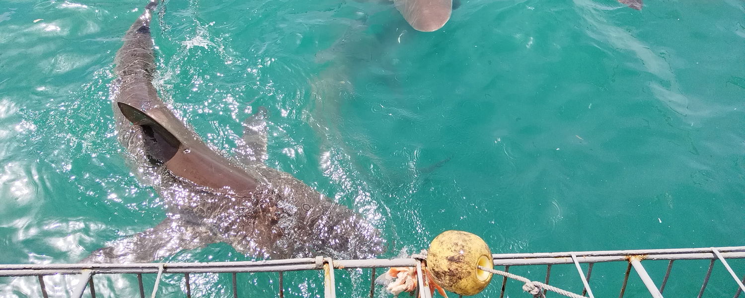 Shark cage diving near Hermanus