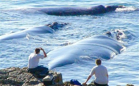 Whale Walk Tours