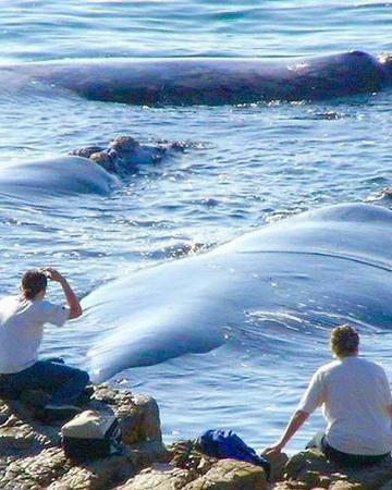 Whale watching Hermanus