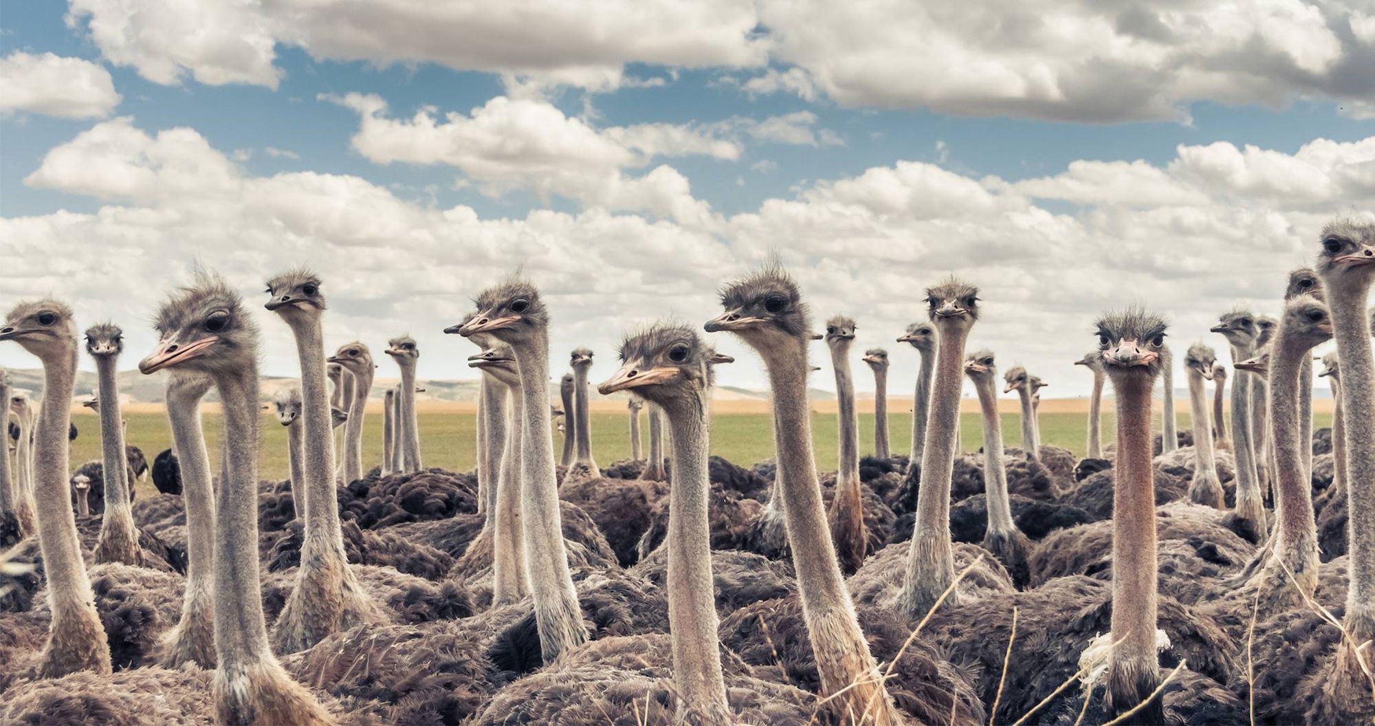Explore the Klein Karoo