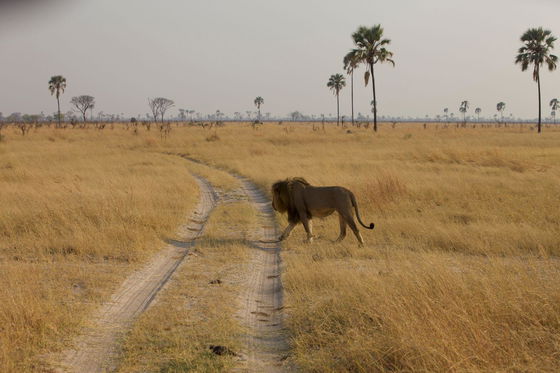 Unleash The wild - Game Drives Lion walking 