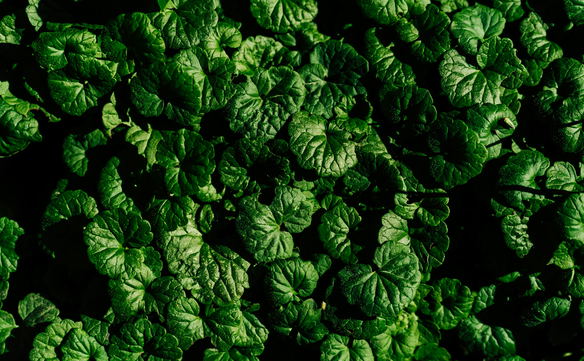 How we further contribute to a greener and cleaner planet: