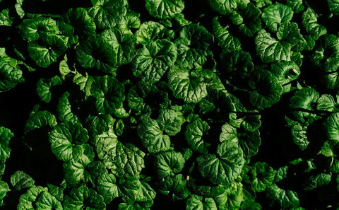 How we further contribute to a greener and cleaner planet: