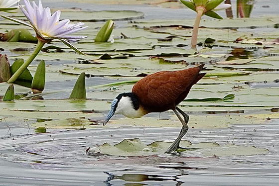 Guided Birding Guided Birding