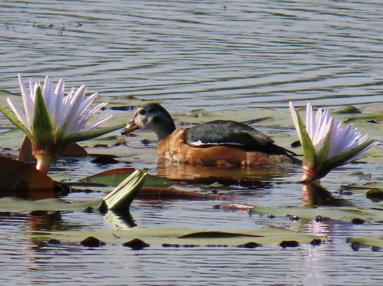 African Pygmy Goose African Pygmy Goose