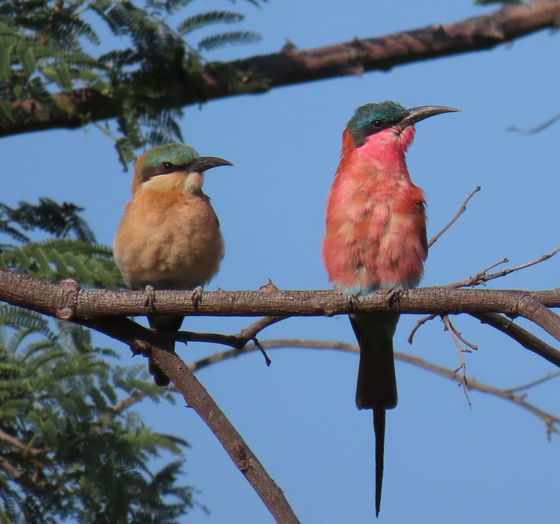 Guided Birding