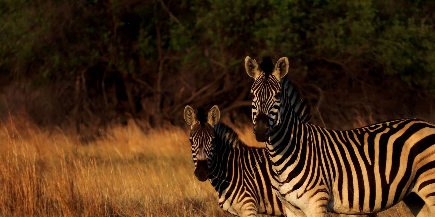 Bushveld Hospitality on a Private Game Reserve 