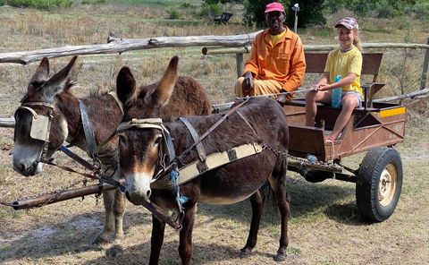 Donkey cart rides