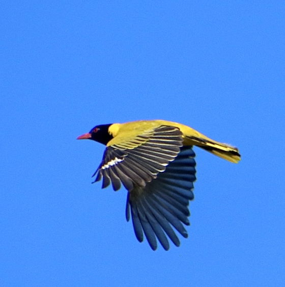 Guided Birding