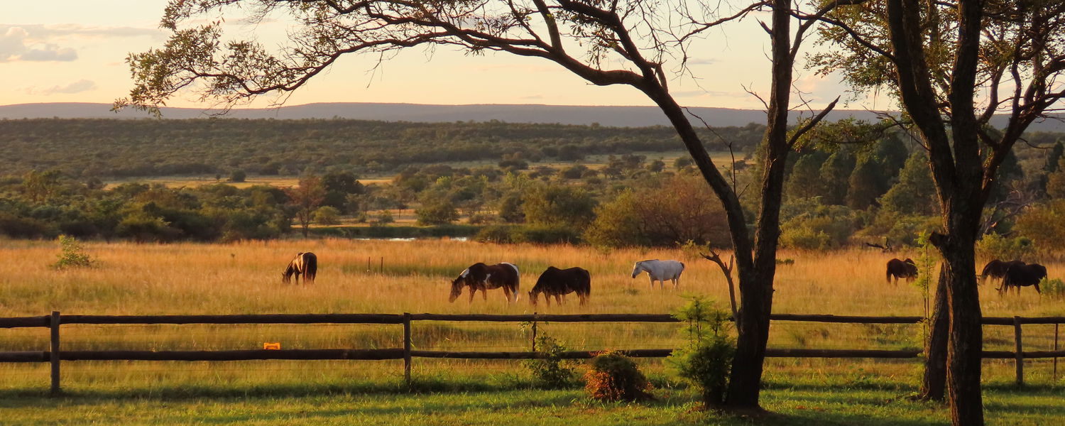 View from Bushwillow Cottage