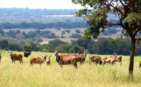Landscape and wildlife at Waterberg Cottages Landscape and wildlife at Waterberg Cottages