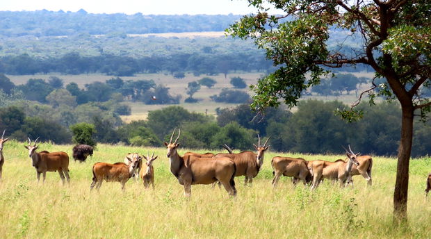 Landscape and wildlife at Waterberg Cottages