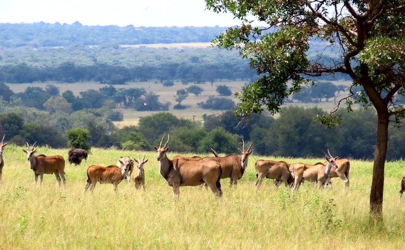 Landscape and wildlife at Waterberg Cottages