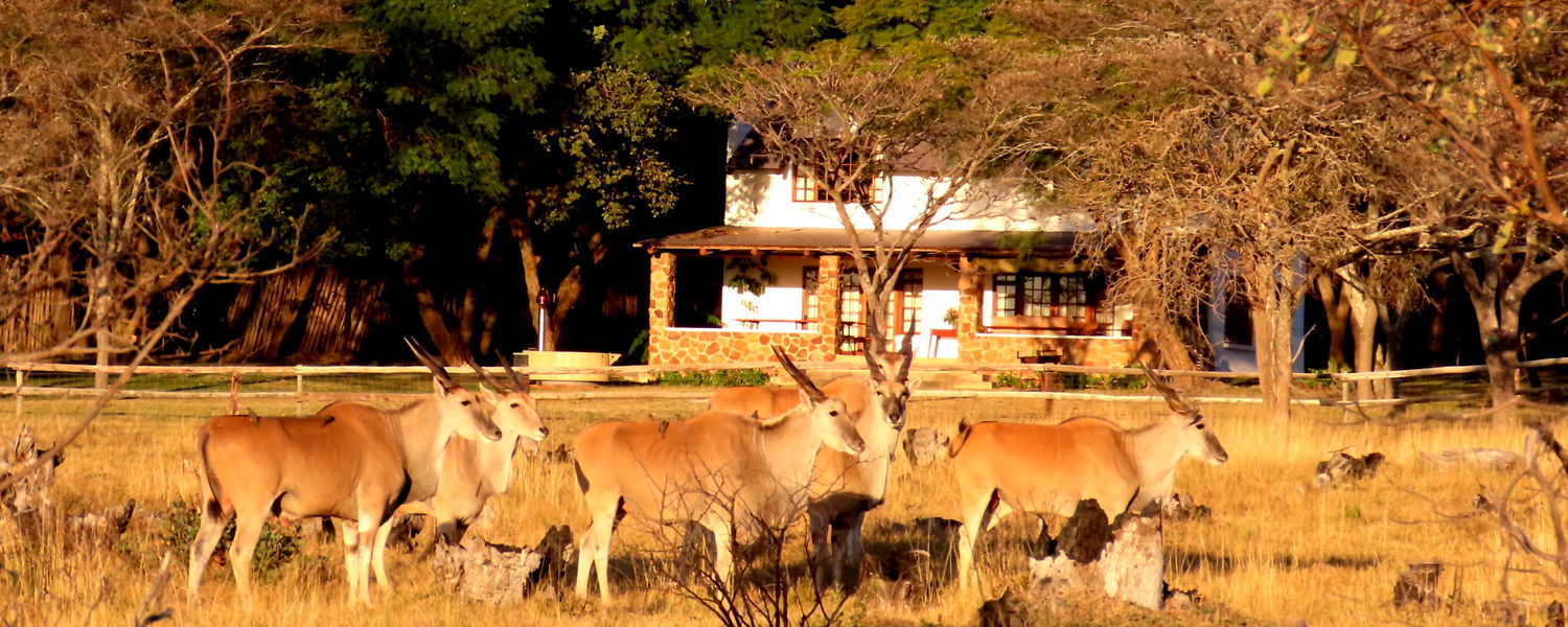 Bushwillow Cottage
