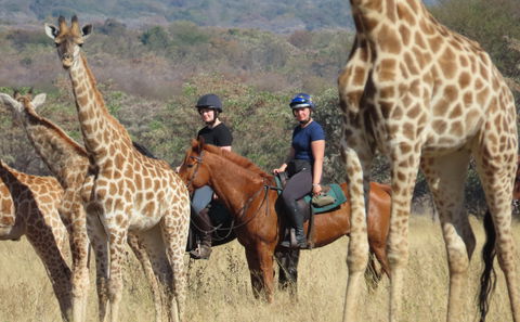 Horse riding safari