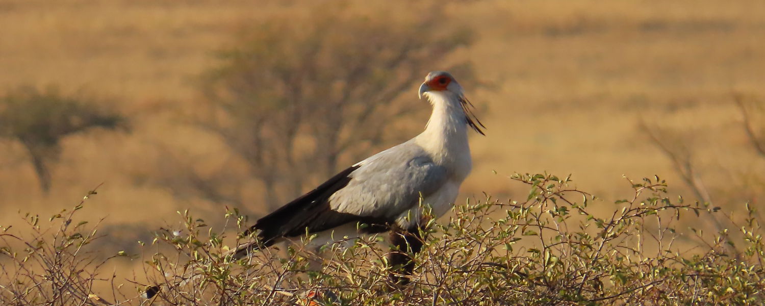 Guided Birding