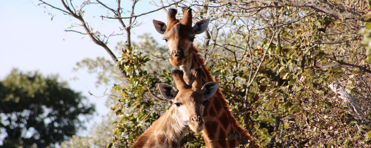 Game drive at Waterberg Cottages