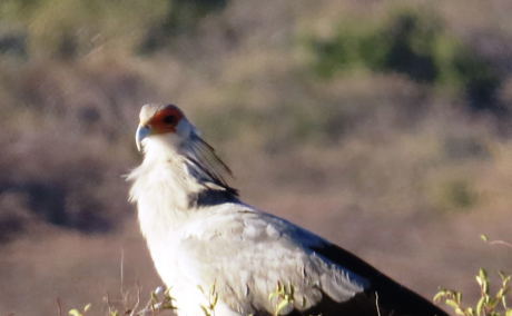Secretary Bird seen on the reserve at Waterberg Cottages Secretary Bird seen on the reserve at Waterberg Cottages