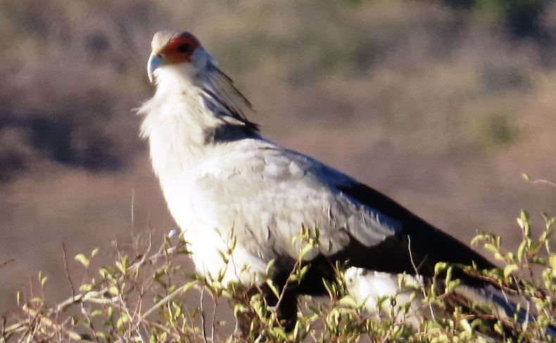 Secretary Bird seen on the reserve at Waterberg Cottages Secretary Bird seen on the reserve at Waterberg Cottages