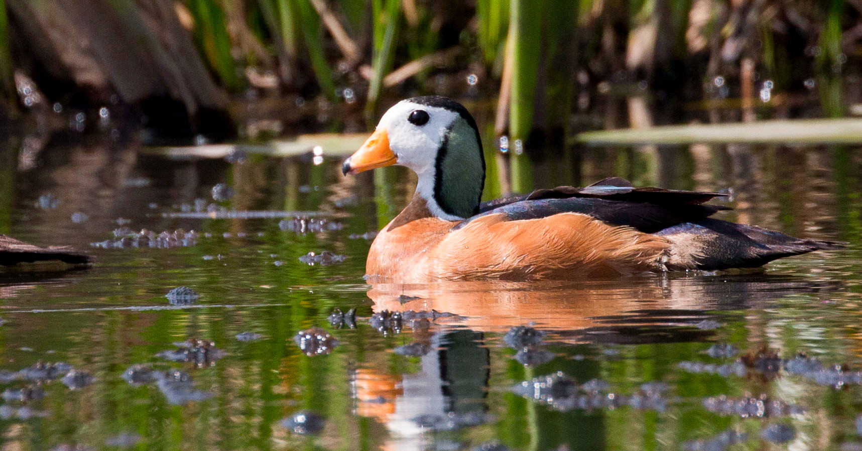 African Pygmy Goose