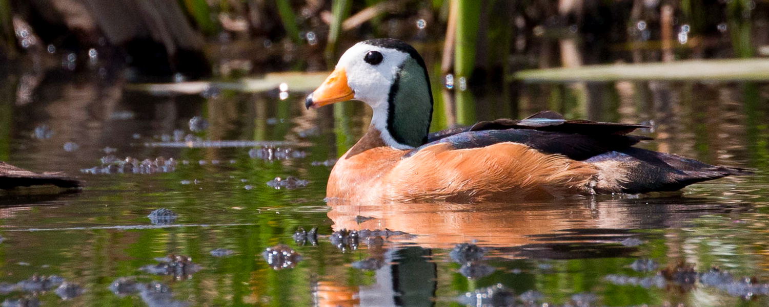 African Pygmy Goose