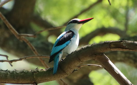 Guided Birding