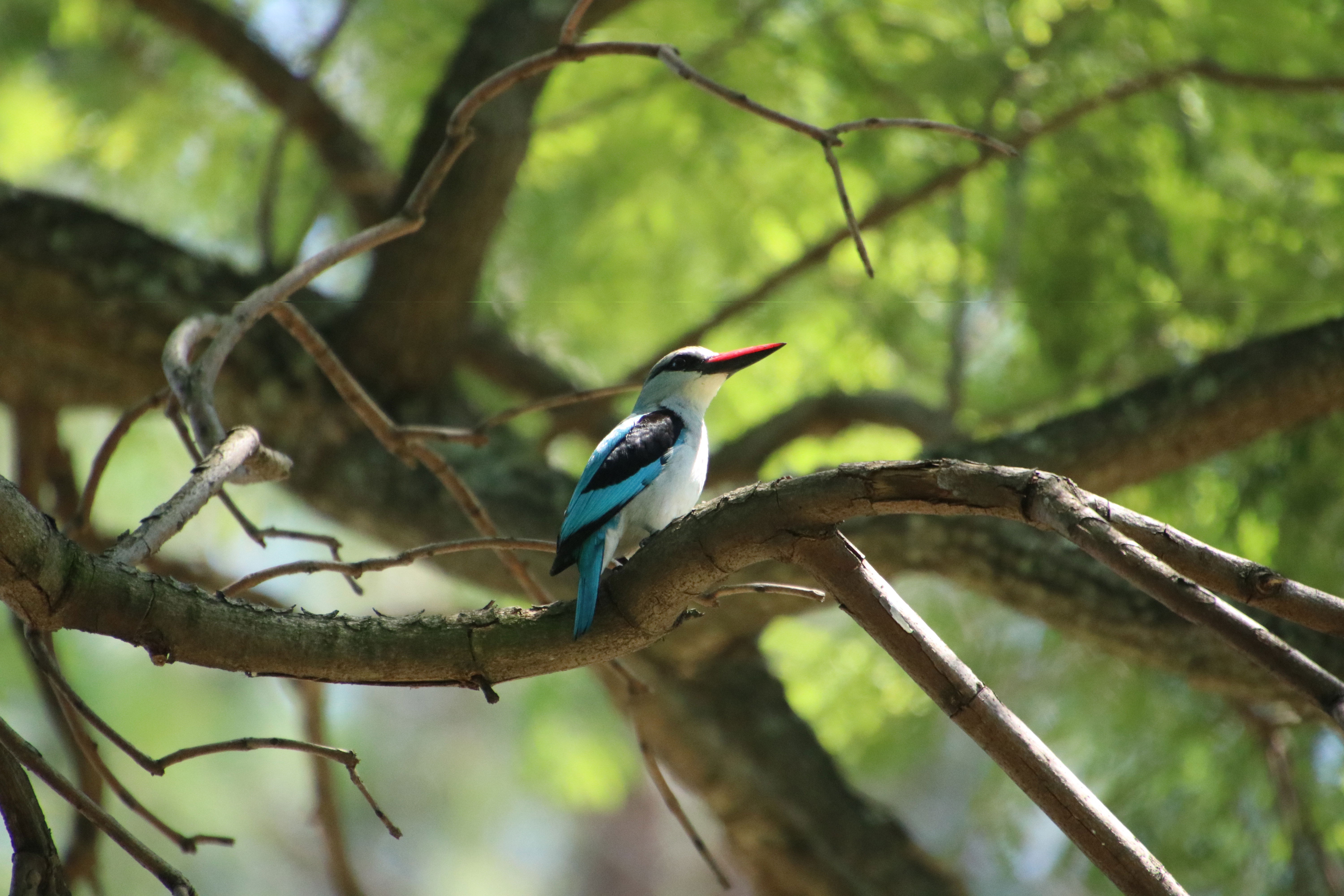Guided Birding