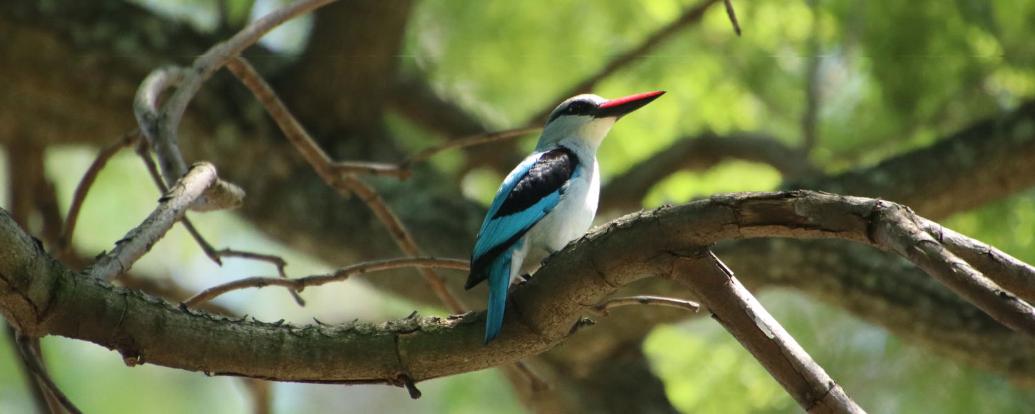 Guided Birding