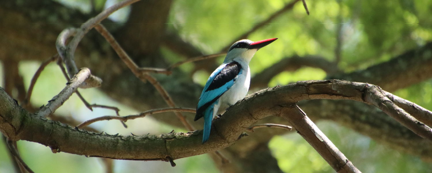 Guided Birding