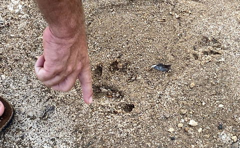 An introduction to the ancient art of tracking