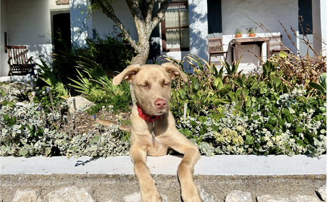 Image showing dog friendly Coral Villa in Paternoster