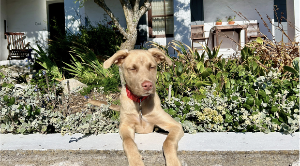 Image showing dog friendly Coral Villa in Paternoster