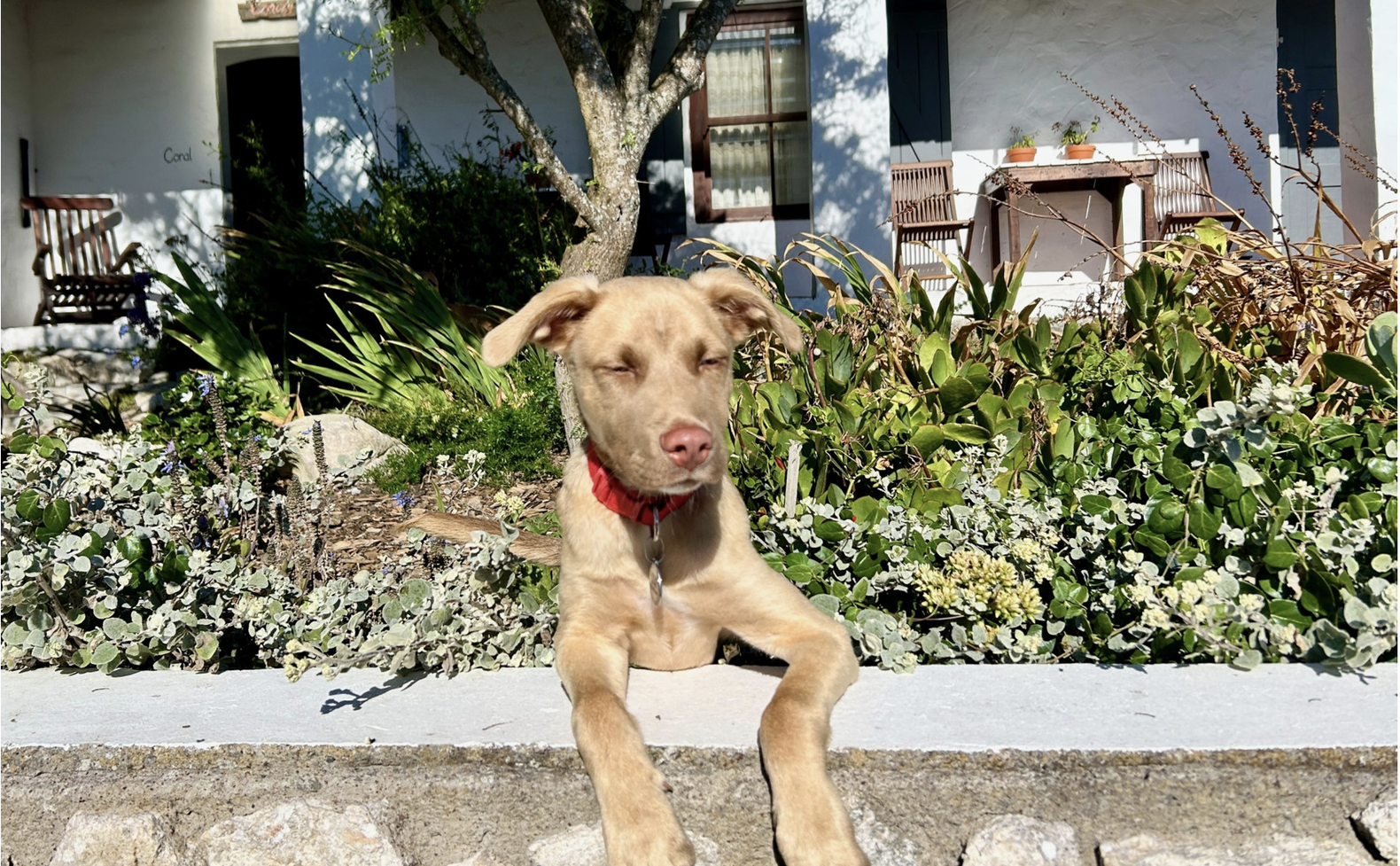 Image showing dog friendly Coral Villa in Paternoster