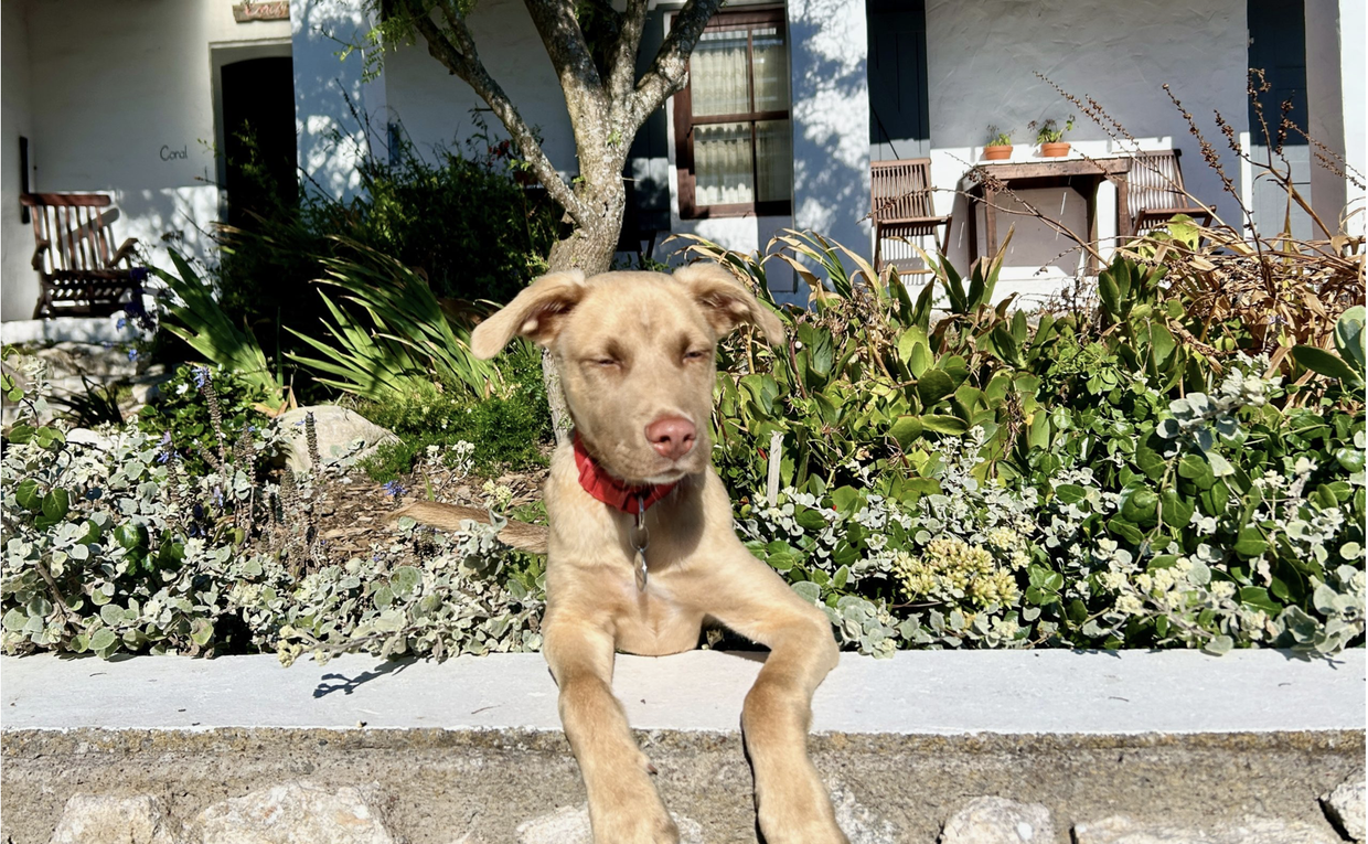 Image showing dog friendly Coral Villa in Paternoster Image showing dog friendly Coral Villa in Paternoster