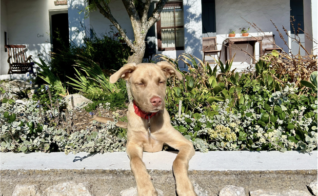 Image showing dog friendly Coral Villa in Paternoster