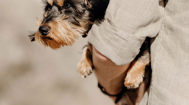 Image showing pet-friendly accommodation in Paternoster: gonana collection