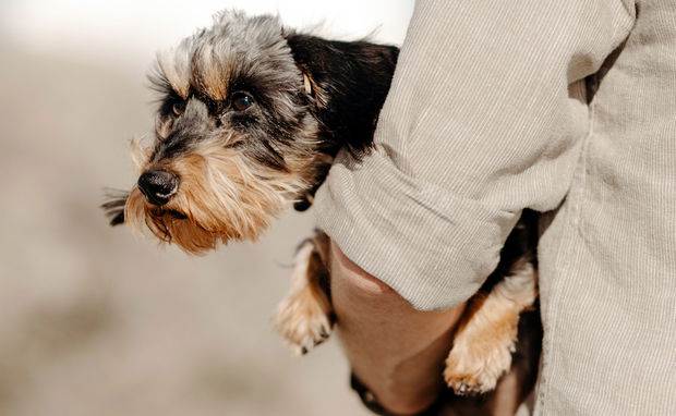 Image showing pet-friendly accommodation in Paternoster: gonana collection