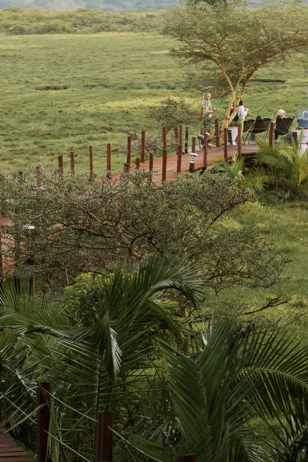Lifetree Lowdown