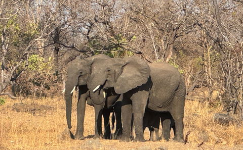 Elephants